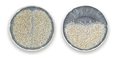 ���� ���� 