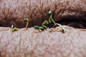Sprouts, Shira Richter